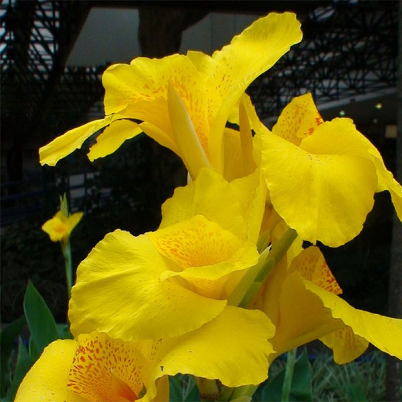 Canna Yellow Humbert - Indian shot (Flowering)