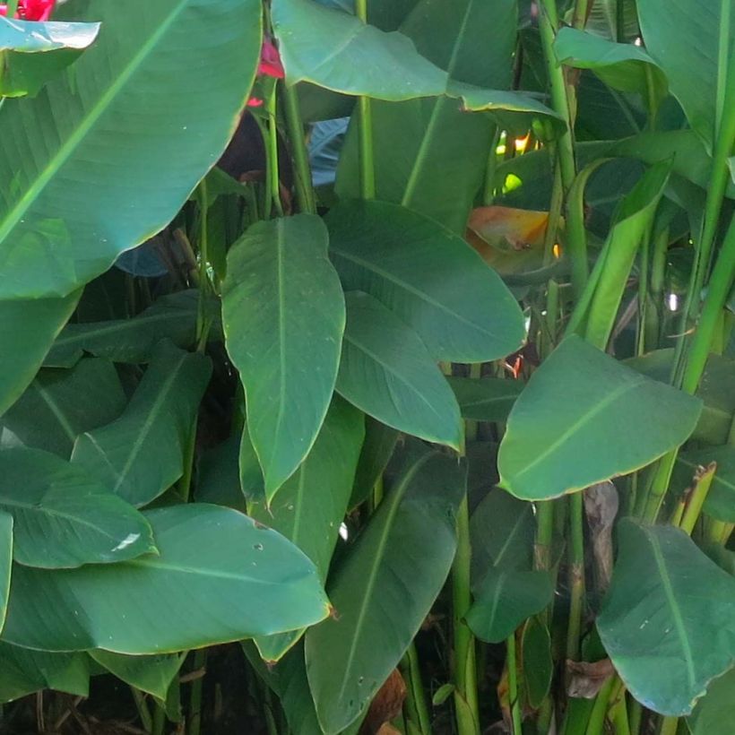 Canna iridiflora - Canna Lily (Foliage)