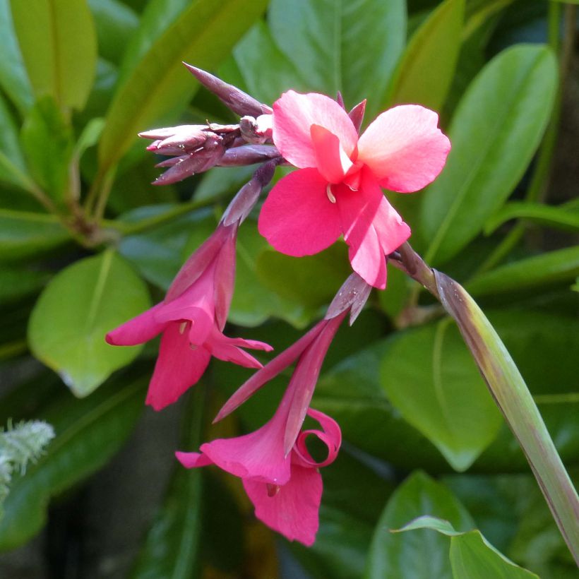Canna iridiflora - Canna Lily (Flowering)