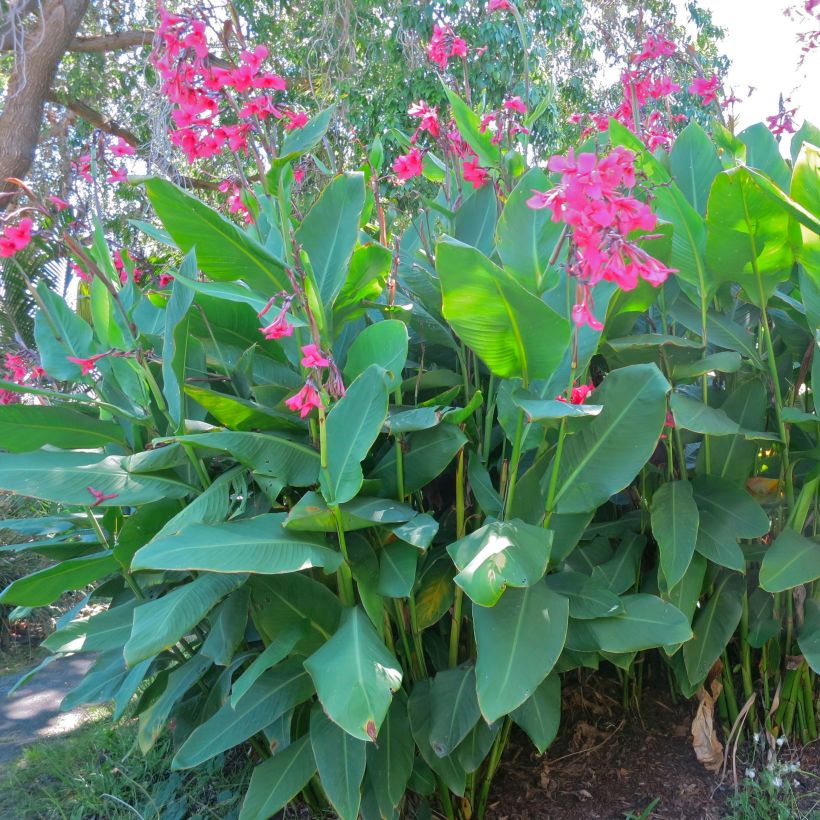 Canna iridiflora - Canna Lily (Plant habit)