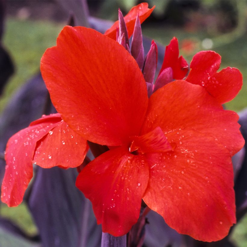 Canna Red Wine - Indian shot (Flowering)
