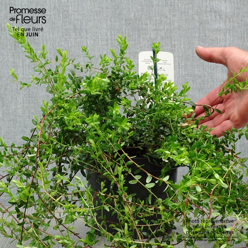 Vaccinium macrocarpon Pilgrim - Cranberry 1.5L/2L pot, Bush sample as delivered in summer