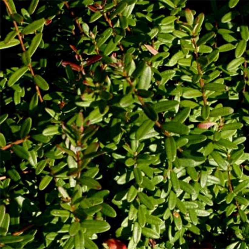 Vaccinium macrocarpon Pilgrim - Cranberry (Foliage)
