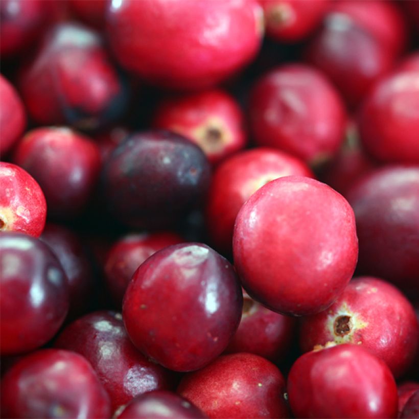 Vaccinium macrocarpon Pilgrim - Cranberry (Harvest)