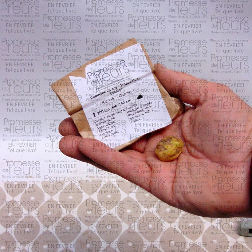 Example of Tropaeolum tricolor Bulb size I specimen as delivered