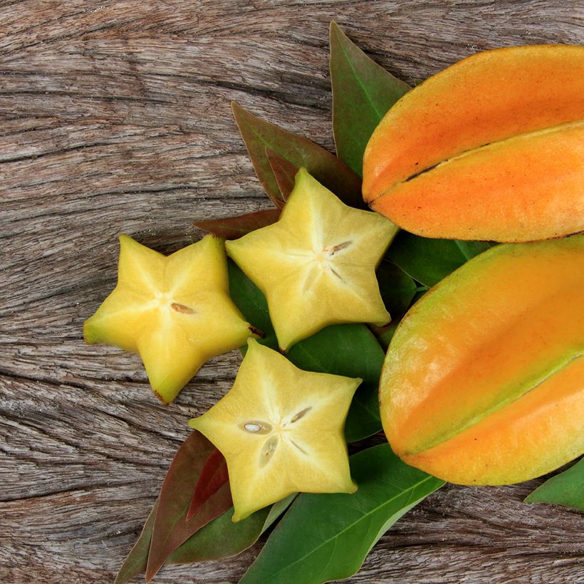 Averrhoa carambola Arkin - Star fruit tree (Harvest)