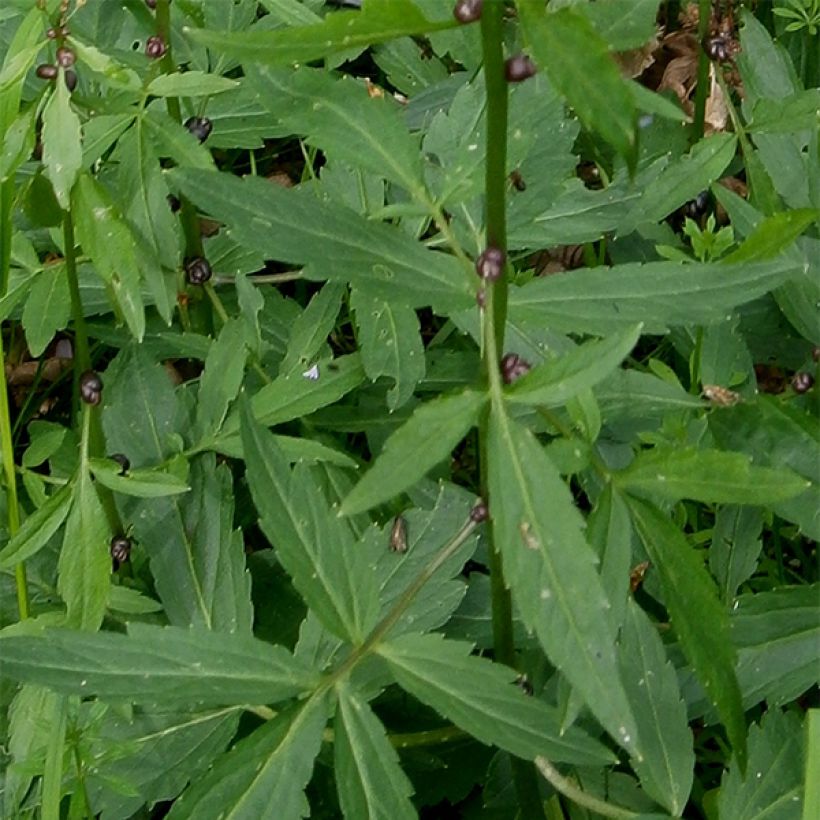 Cardamine bulbifera (Foliage)