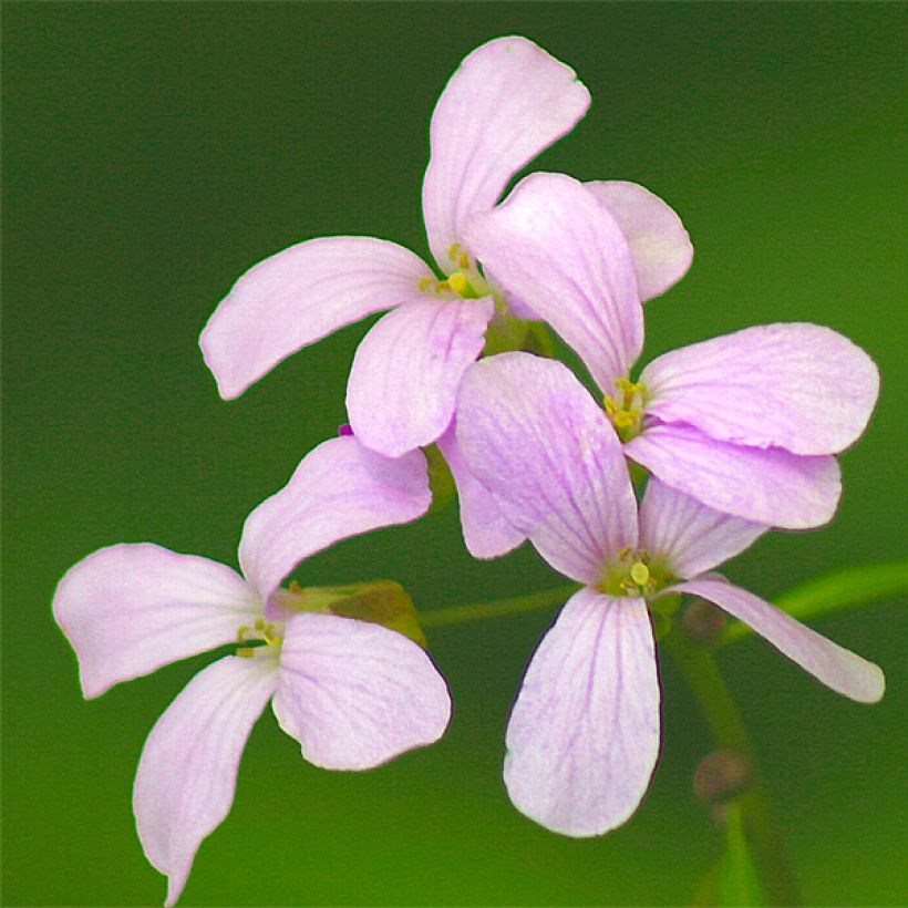 Cardamine bulbifera (Flowering)