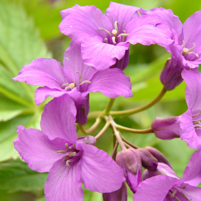 Cardamine pentaphylla (Flowering)