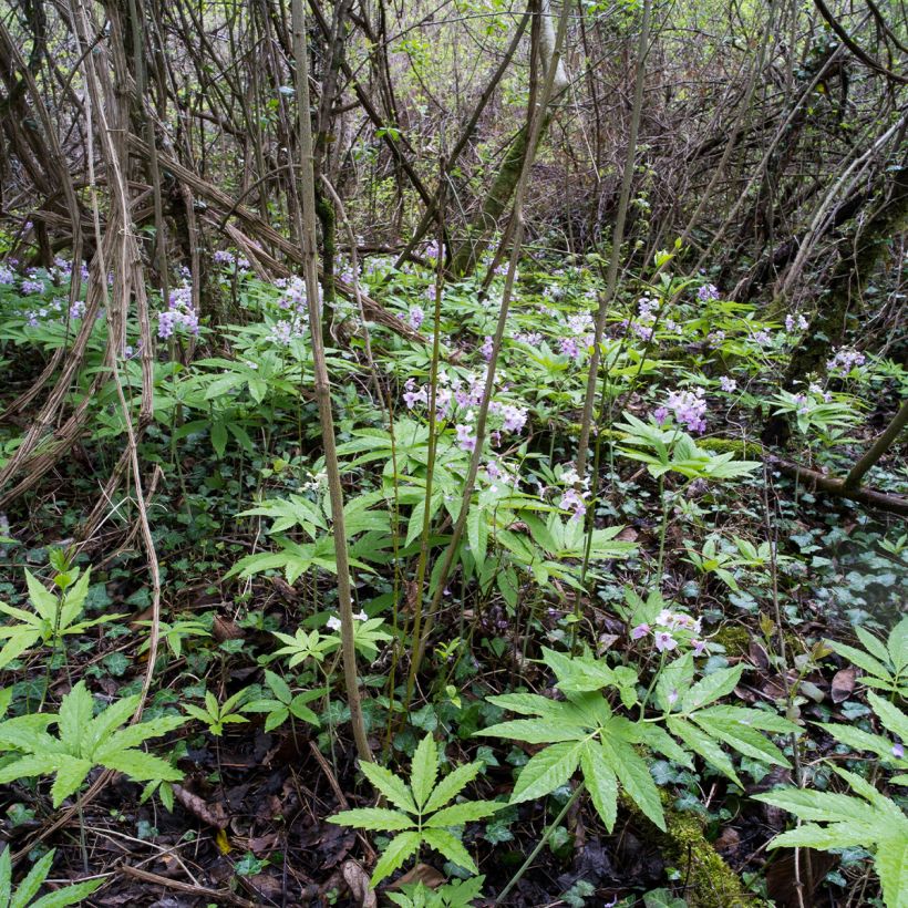 Cardamine pentaphylla (Plant habit)