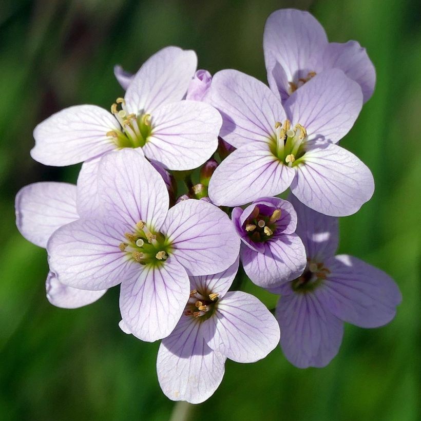 Cardamine pratensis (Flowering)