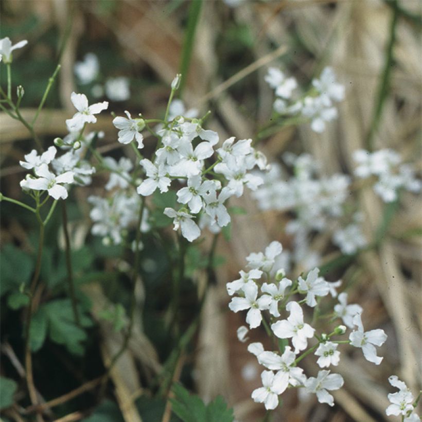 Cardamine trifolia (Flowering)