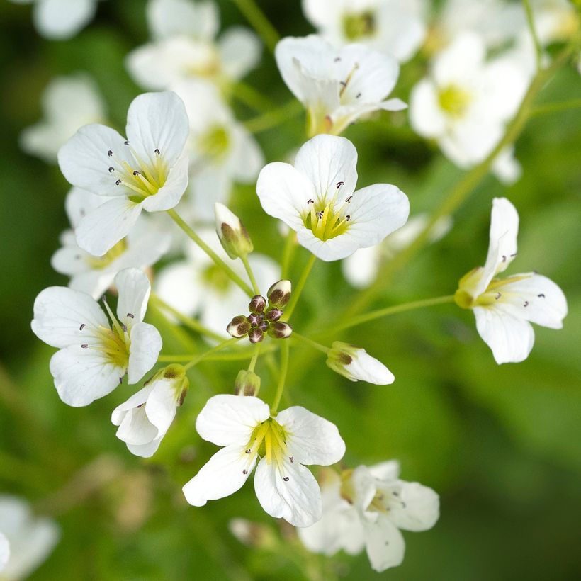 Cardamine yezoensis (Flowering)