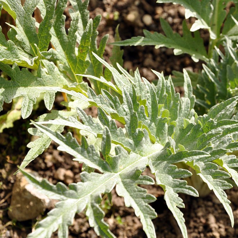 Red Cardoon Rouge dAlger - Cynara cardunculus (Foliage)