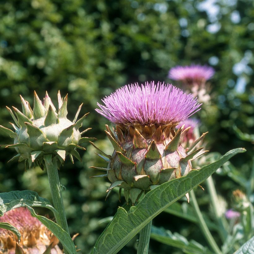 Cardoon Spineless Full White - Cynara cardunculus (Flowering)