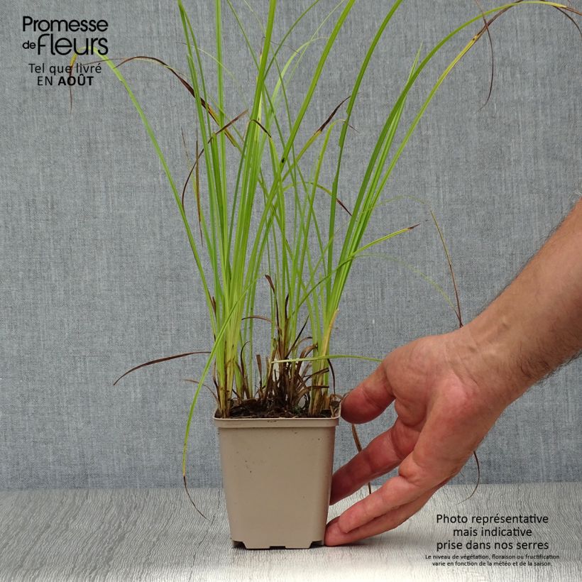 Carex acutiformis 8/9 cm pot sample as delivered in summer