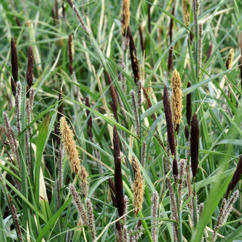 Carex acutiformis (Flowering)