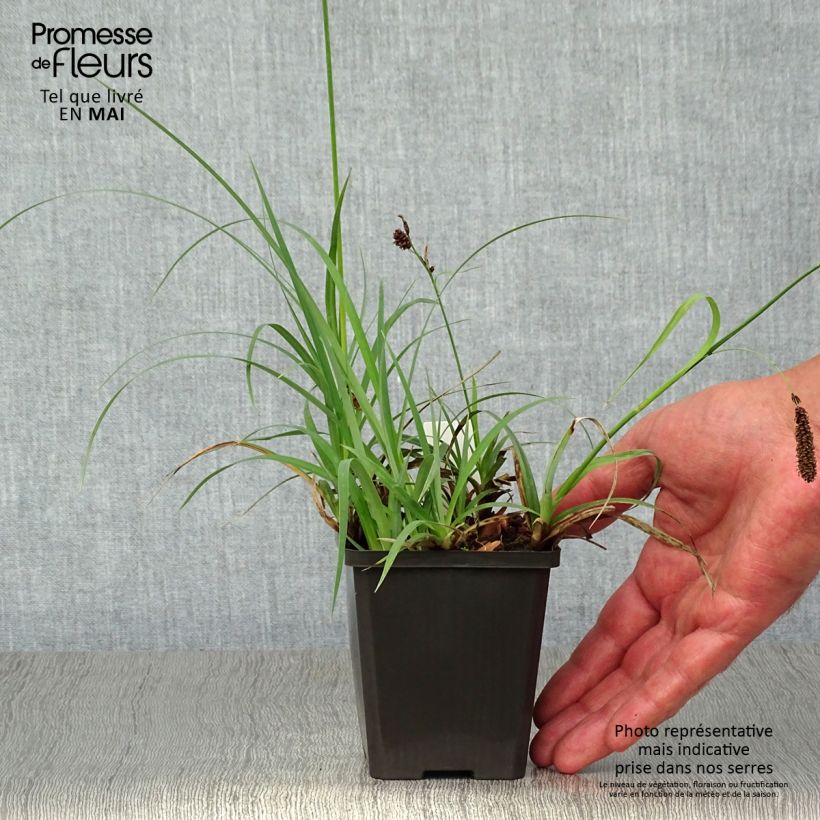 Carex atrata - Laîche des montagnes Godet de 9cm sample as delivered in spring