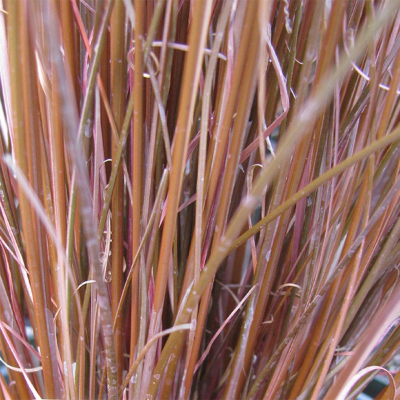 Carex buchananii (Foliage)
