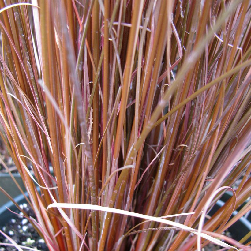 Carex buchananii Red Rooster (Foliage)
