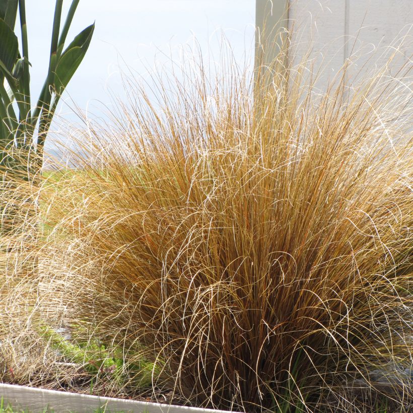 Carex buchananii Red Rooster (Plant habit)