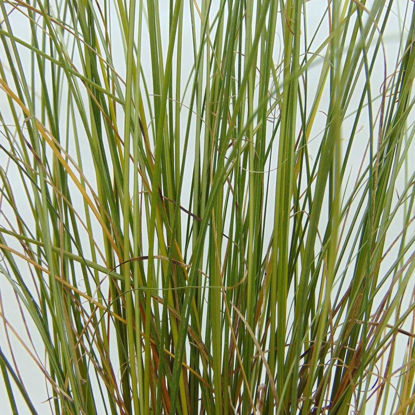 Carex buchananii Viridis (Foliage)