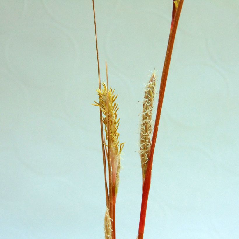 Carex buchananii (Flowering)