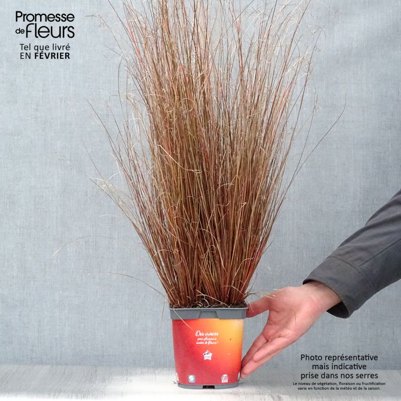 Carex buchananii en pot de 2L/3L sample as delivered in winter