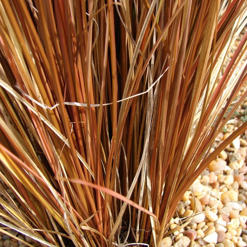 Carex comans Bronco (Foliage)