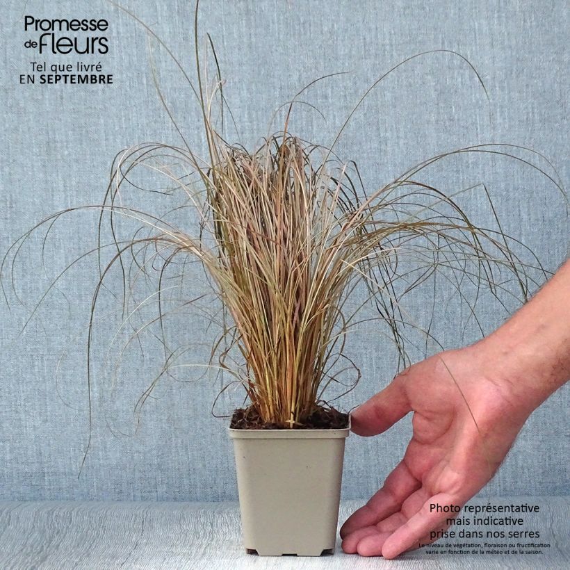 Carex comans Bronco 8/9 cm pot sample as delivered in autumn