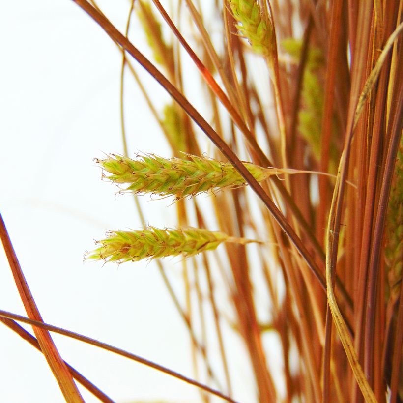 Carex comans Bronze Form (Flowering)