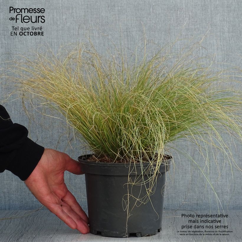 Carex comans Frosted Curls en pot de 2L/3L sample as delivered in autumn