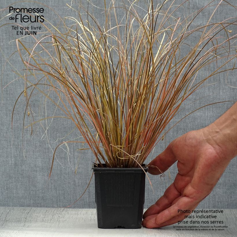 Carex comans Milk Chocolate 8/9 cm pot sample as delivered in summer