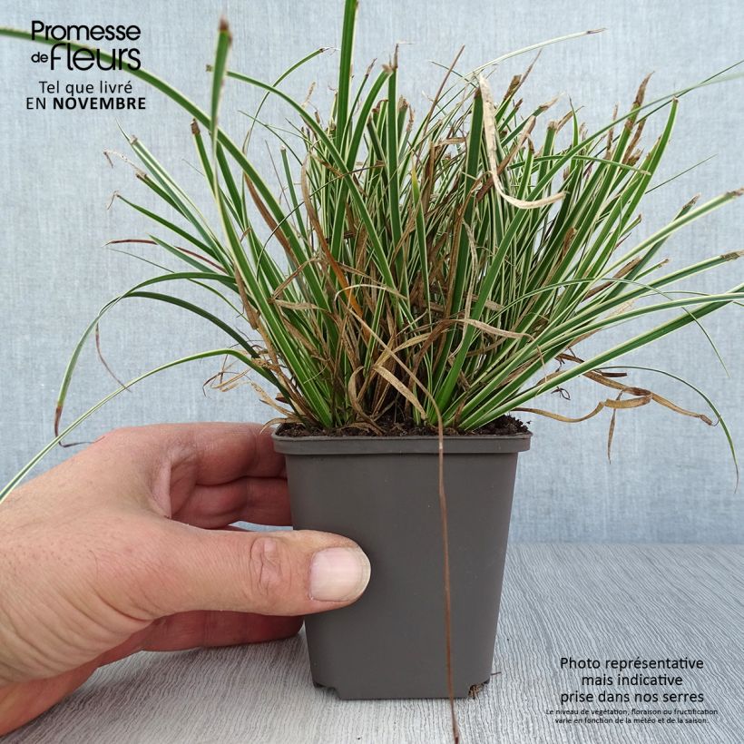 Carex conica Snowline 8/9 cm pot sample as delivered in autumn