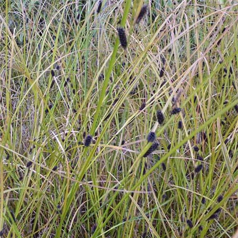 Carex dipsacea (Flowering)