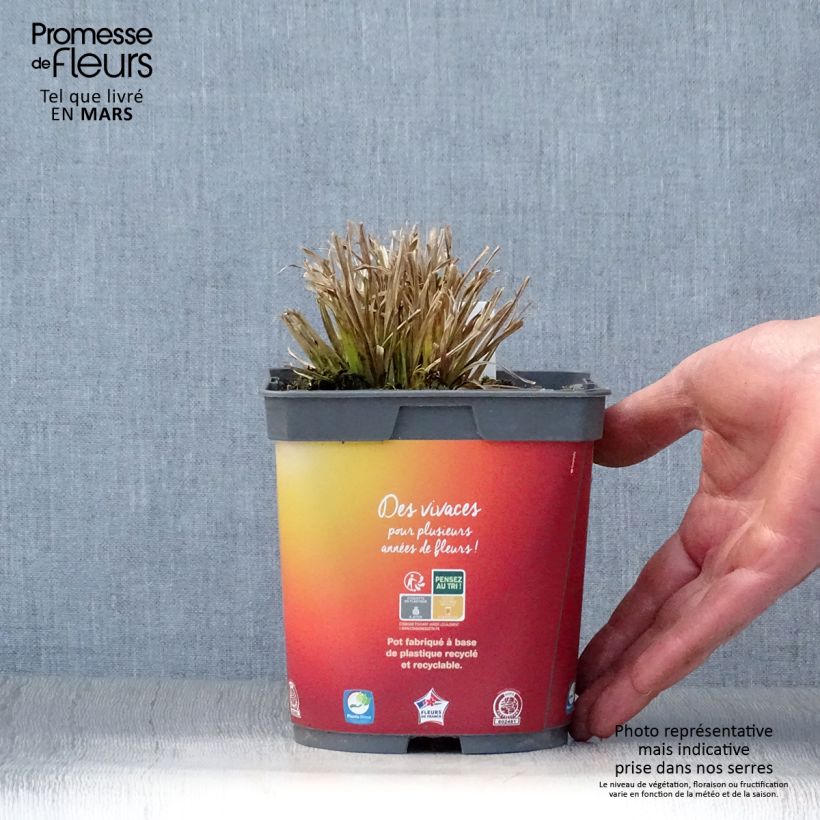 Carex elata Aurea - Laîche dorée Pot de 2L/3L sample as delivered in spring