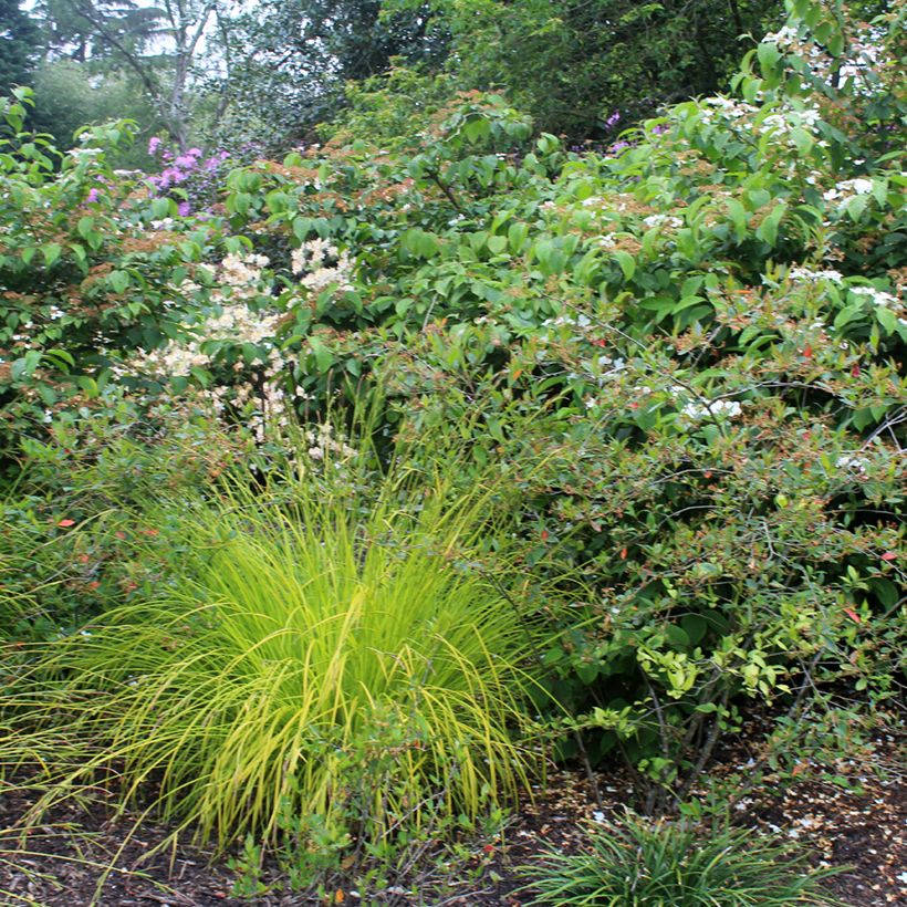 Carex elata Aurea (Plant habit)