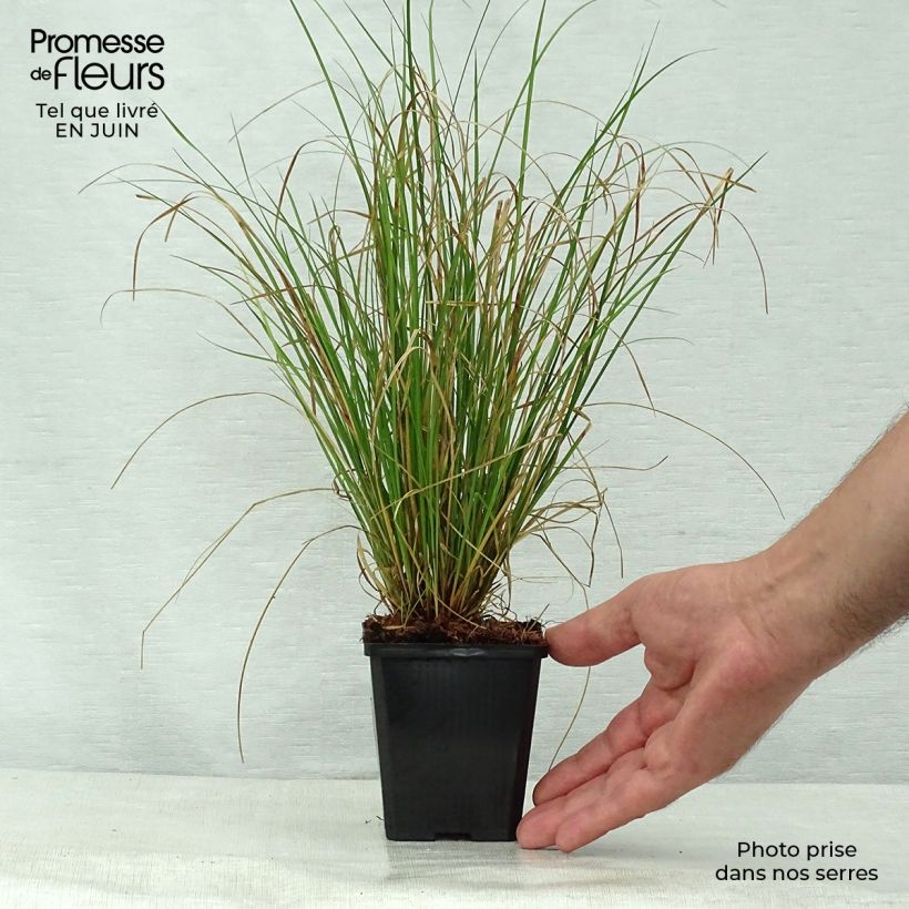 Carex flagellifera - Laîche de Nouvelle-Zélande Godet de 8/9 cm sample as delivered in summer