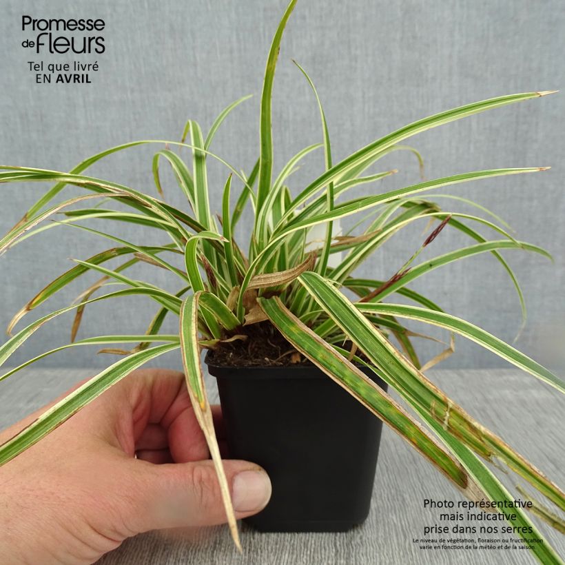 Carex morrowii Goldband sample as delivered in spring
