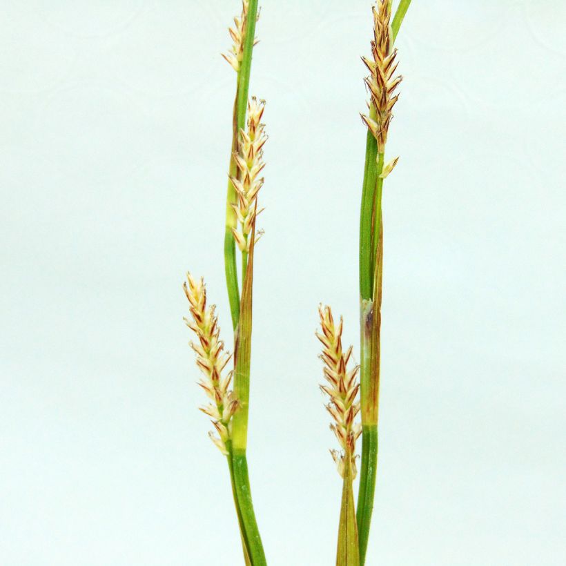 Carex morrowii Ice Dance (Flowering)