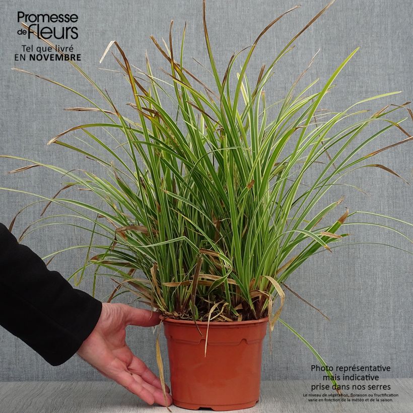 Carex morrowii Ice Dance en pot de 2L/3L sample as delivered in autumn