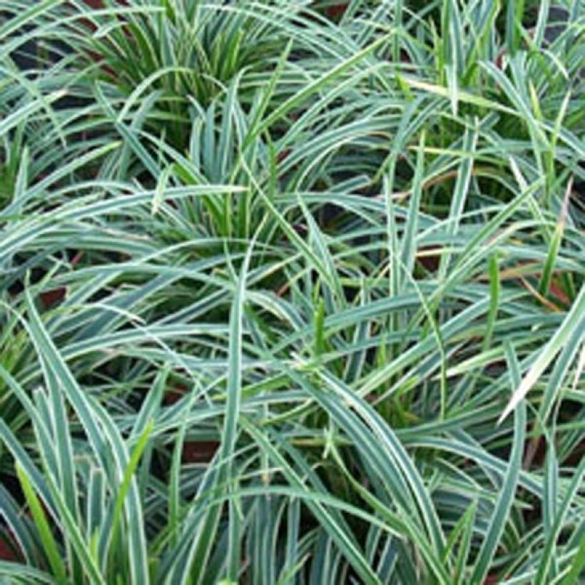 Carex morrowii Ice Dance (Foliage)