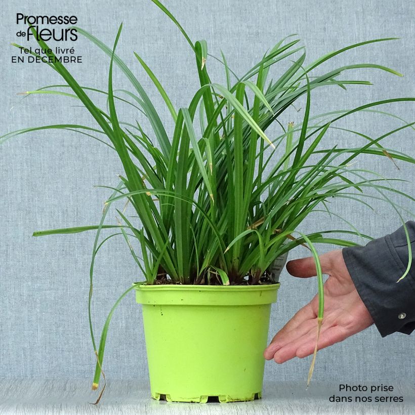 Carex morrowii Irish Green - Laîche du Japon en pot de 2/3 litres sample as delivered in winter