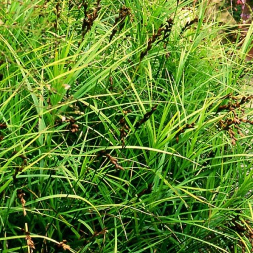 Carex muskingumensis (Plant habit)