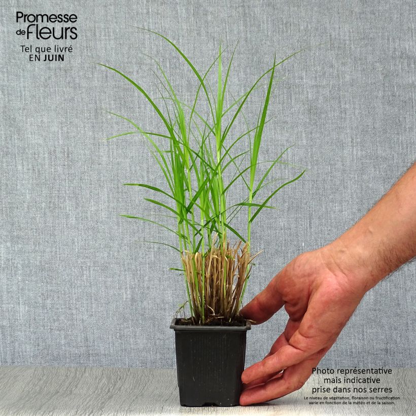Carex muskingumensis 8/9 cm pot sample as delivered in summer