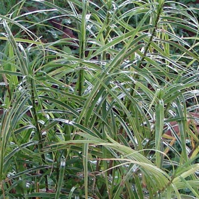 Carex muskingumensis Oehme (Foliage)