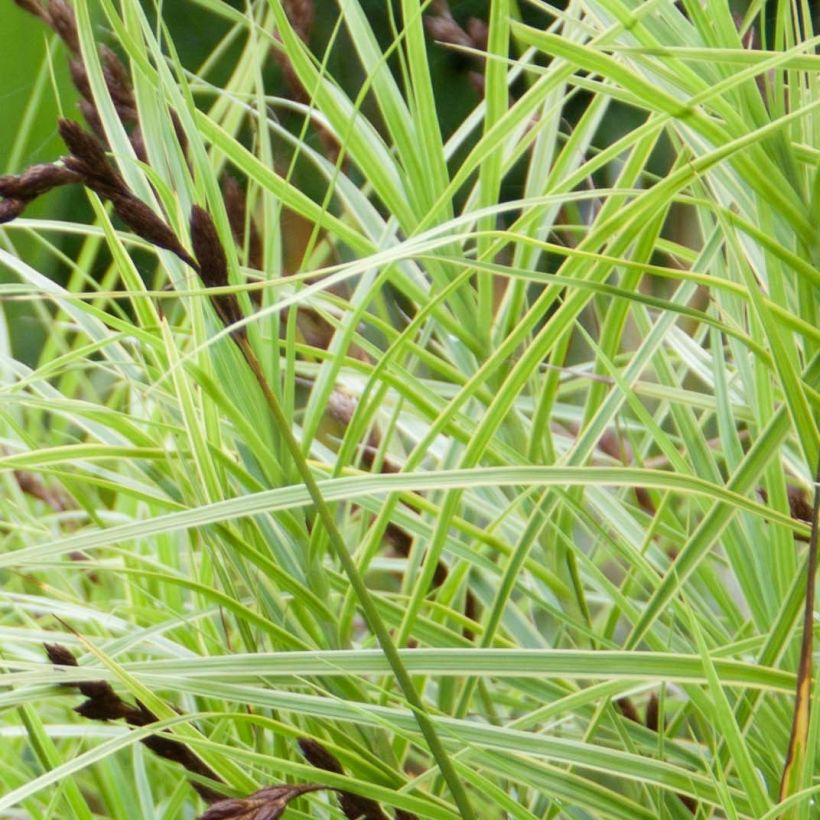 Carex muskingumensis Oehme (Foliage)