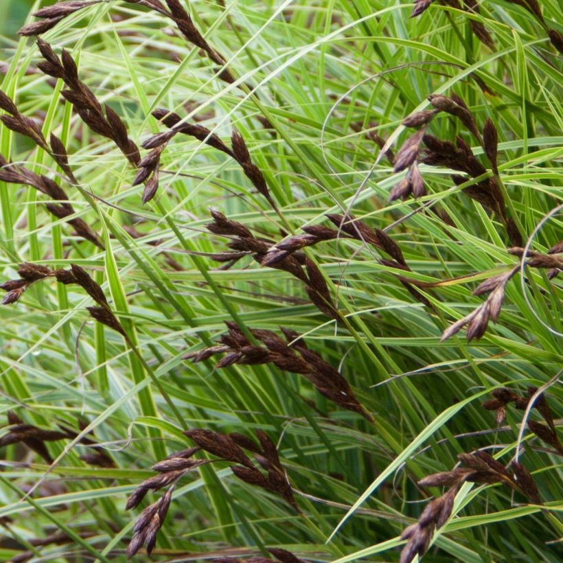 Carex muskingumensis Oehme (Flowering)
