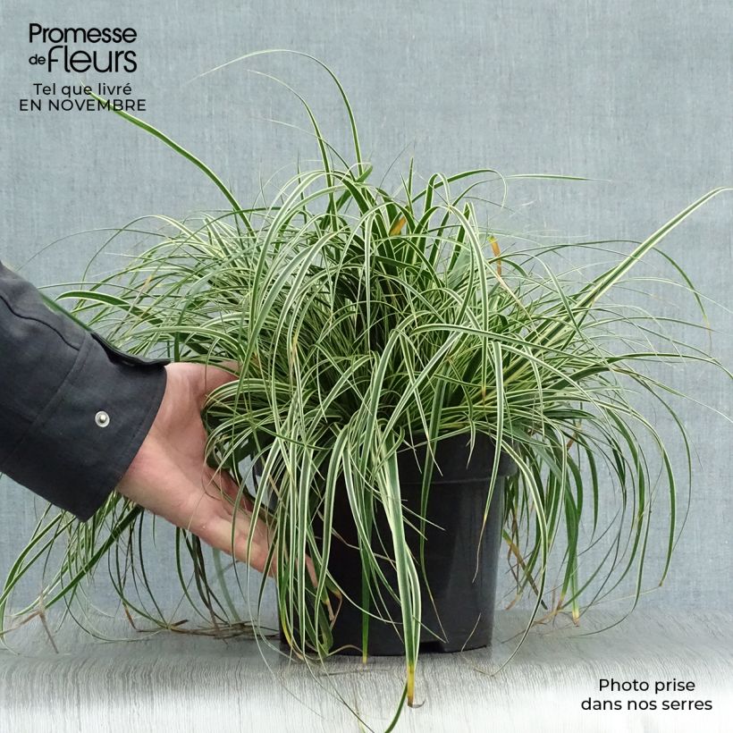 Carex oshimensis Evercream en pot de 2L/3L sample as delivered in autumn