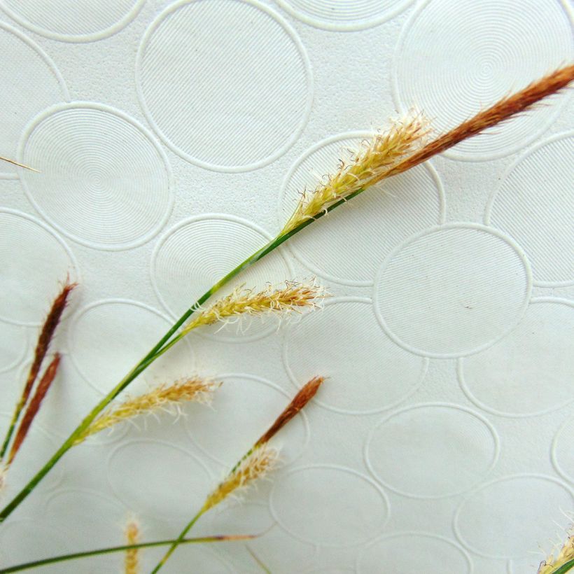 Carex oshimensis Evercream - Oshima Sedge (Flowering)